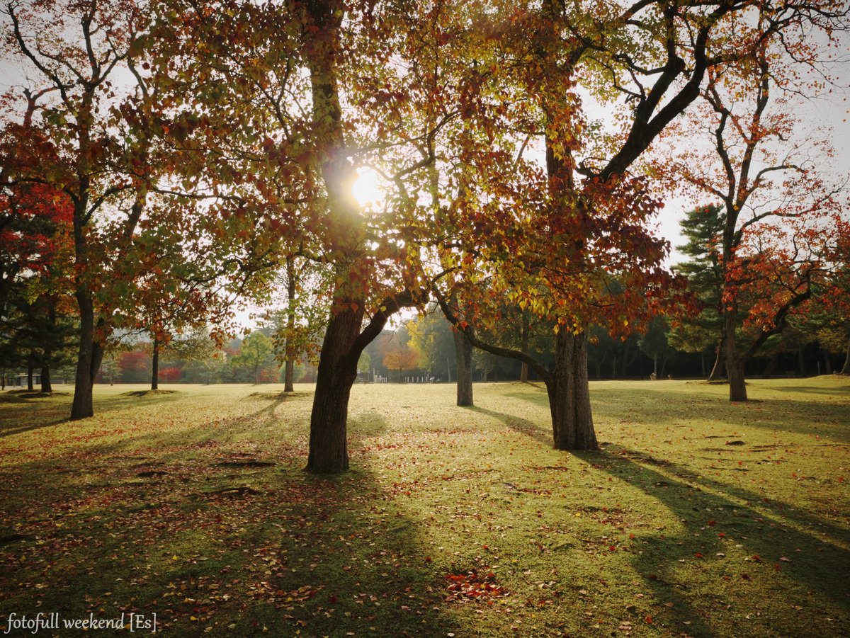 奈良公園の紅葉は・・・ ②_b0138101_20183425.jpg