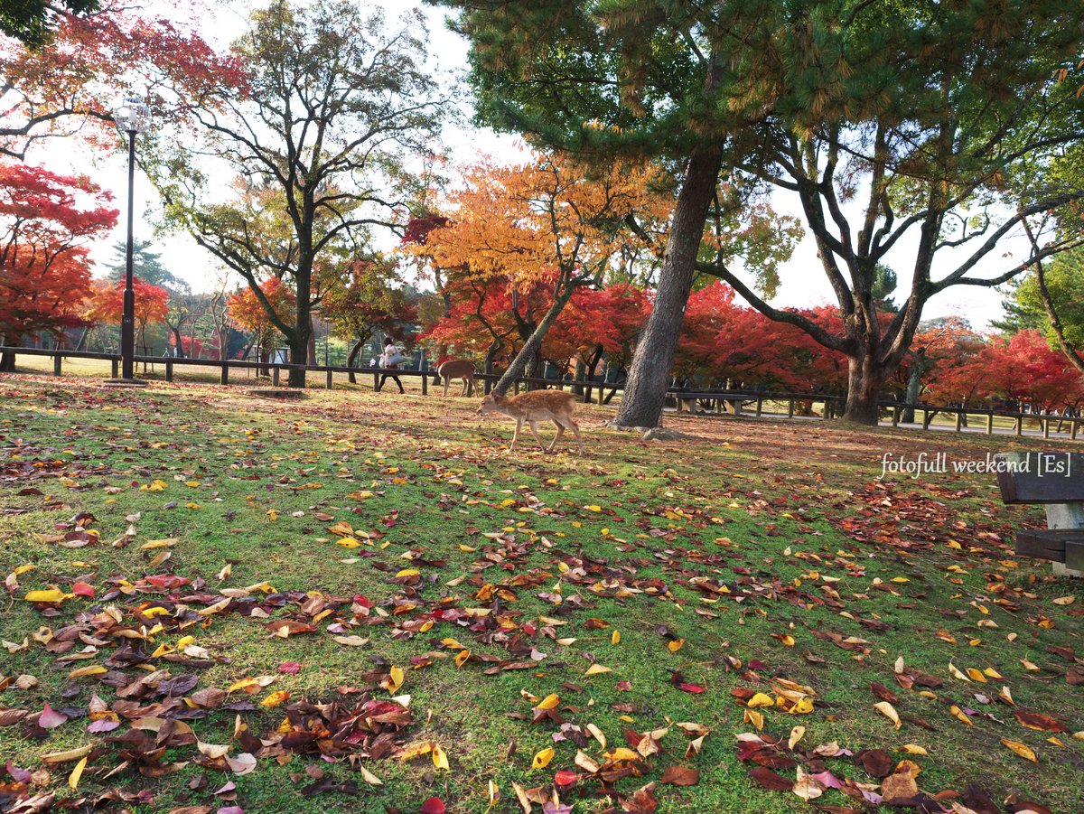 奈良公園の紅葉は・・・ ②_b0138101_20184151.jpg