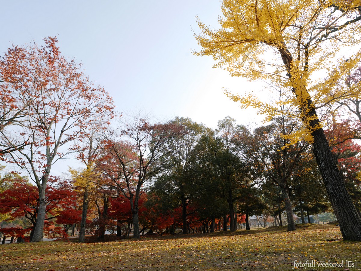 奈良公園の紅葉は・・・ ②_b0138101_2018596.jpg