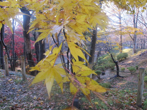 晩秋、千秋公園の紅葉・黄葉・落葉のルクス（lux）・・・その１３_c0075701_21554067.jpg