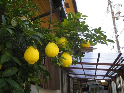 d0090001_917594.jpg
