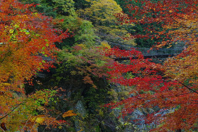 『晩秋・鳩ノ巣渓谷』_b0244602_19523399.jpg