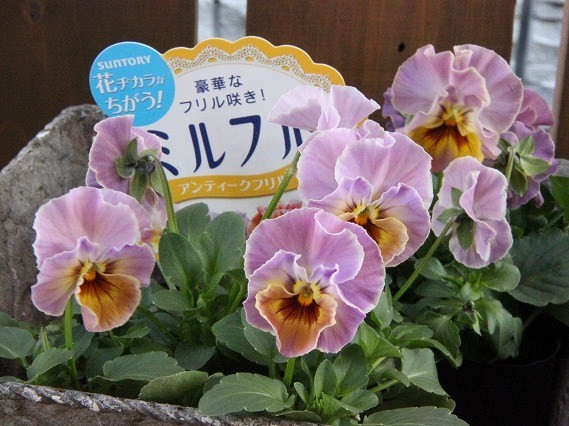 a0123003_222981.jpg