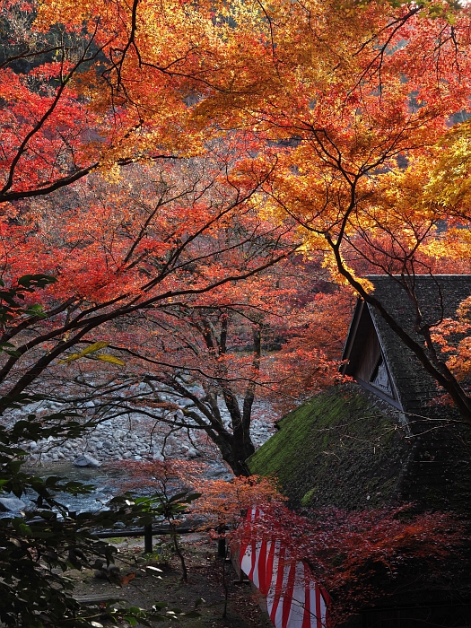 2013年　紅葉ツーリング　第6弾その1　：　香嵐渓_e0075403_163073.jpg