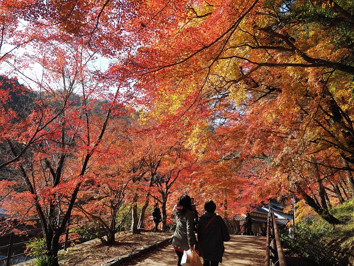 2013年　紅葉ツーリング　第6弾その1　：　香嵐渓_e0075403_16322043.jpg