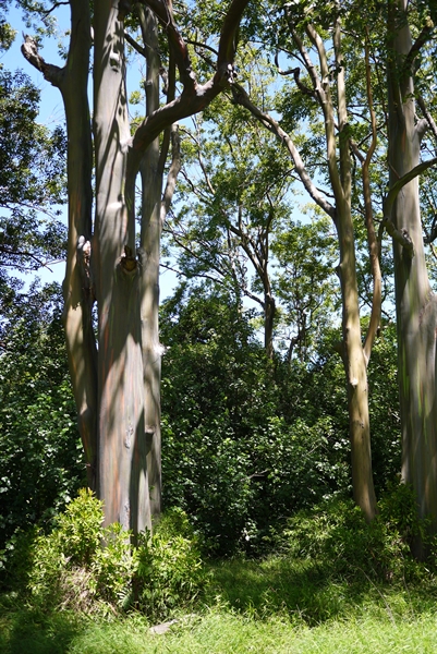 d0133704_15523028.jpg