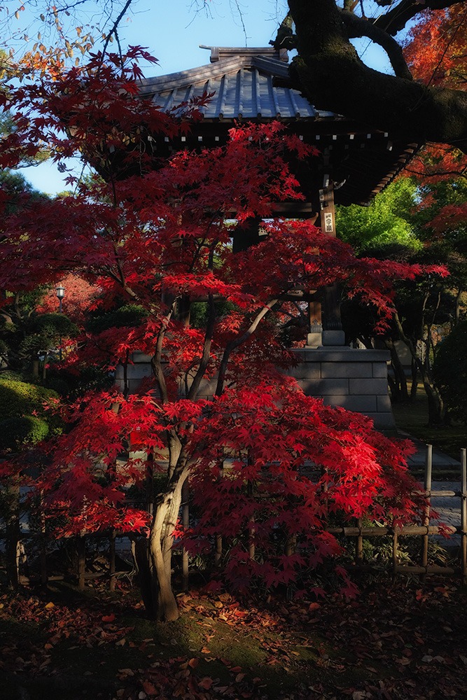 紅に燃える_e0070307_2236514.jpg