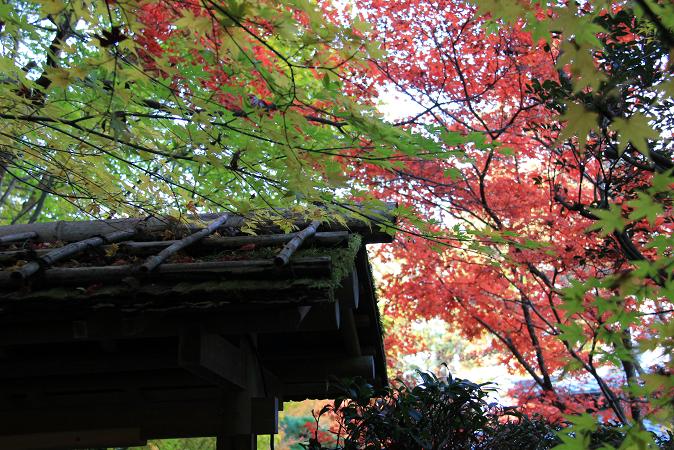 京都へ　２０１３年１１月　その２　天授庵_a0147813_21544387.jpg