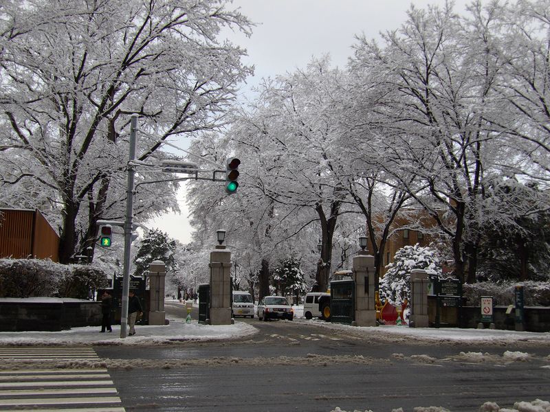 ついに本格的な積雪に_c0025115_1643187.jpg