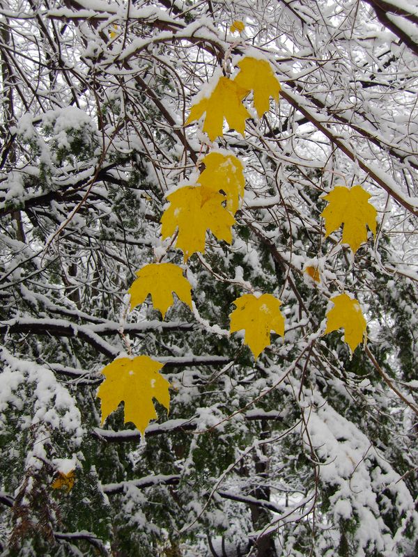 ついに本格的な積雪に_c0025115_1646259.jpg