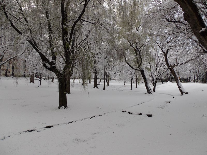 ついに本格的な積雪に_c0025115_16471134.jpg