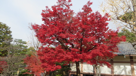 c0280322_2320387.jpg