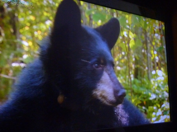 アメリカクロクマと遊べ_b0217741_2213227.jpg