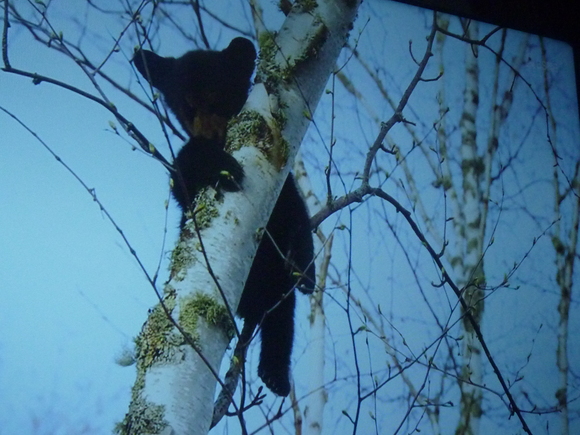アメリカクロクマと遊べ_b0217741_2213811.jpg