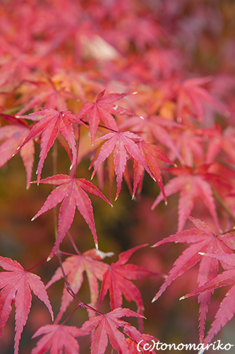秋色の京さんぽ「龍安寺」_c0024345_11342843.jpg