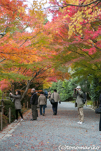 秋色の京さんぽ「龍安寺」_c0024345_11344030.jpg