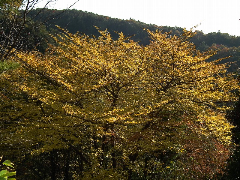 a0018655_20221290.jpg