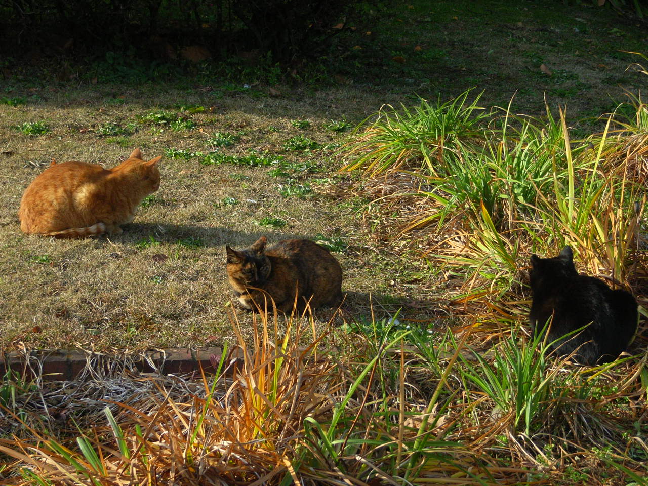 それぞれのねこ、さまざまな写真みだれうち_f0257756_311857.jpg