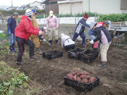 サツマイモ掘り＆イベント準備_c0108460_17592530.jpg