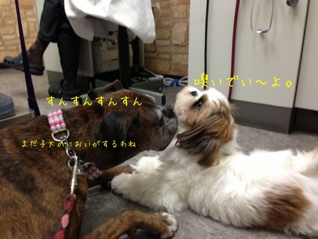 犬の挨拶〜テツ&タマ〜_f0177261_22292225.jpg