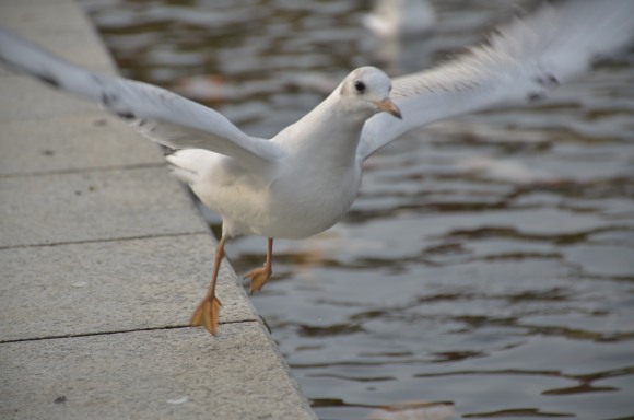 ユリカモメ　・・白鳥庭園・・_f0297861_2139112.jpg