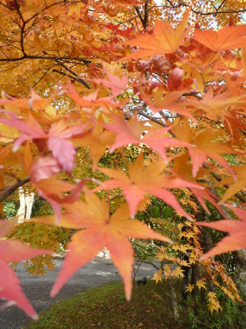 亀の井別荘。。。健太郎さんのお招きで。。。錦秋の湯布院へ。。。。☆⊹⊱..☆*:.。.☆*†_a0053662_14592770.jpg