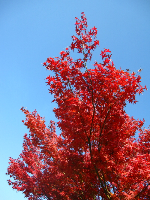 紅葉、黄葉… 20131127_c0157164_032618.jpg