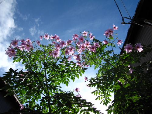 まだまだ皇帝ダリア 20131128_c0157164_12404944.jpg