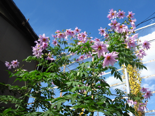 まだまだ皇帝ダリア 20131128_c0157164_124128.jpg