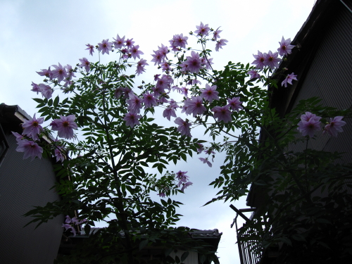 まだまだ皇帝ダリア 20131128_c0157164_9512616.jpg