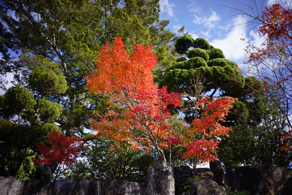 α7R紅葉レンズ対決_c0086269_2252387.jpg