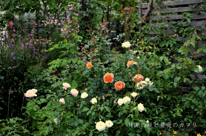 レディ オブ シャーロット　秋の花_c0278671_20141873.jpg