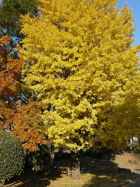 「イチョウ」の紅葉_d0019074_7593967.jpg