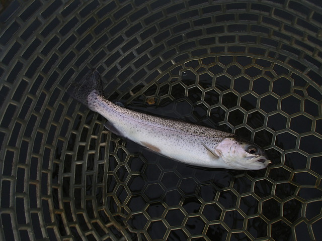 ひょうたん湖　釣果　2013.11.28_a0093677_14352871.jpg