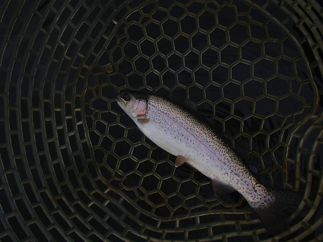 ひょうたん湖　釣果　2013.11.28_a0093677_1436156.jpg