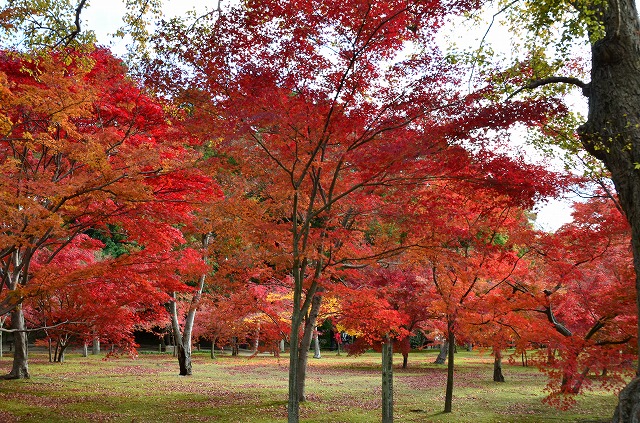 2013年11月28日【紅葉状況は・・・】_a0185880_1335446.jpg