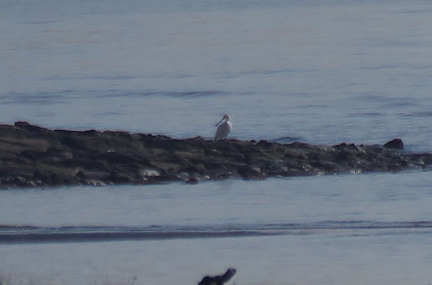 葛西臨海公園定例探鳥会_d0181081_5171719.jpg