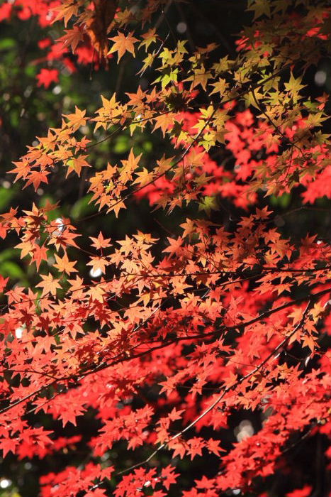 紅葉の日本庭園　２／２_c0241488_524331.jpg