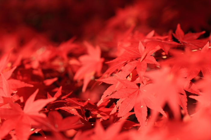 紅葉の日本庭園　２／２_c0241488_532331.jpg