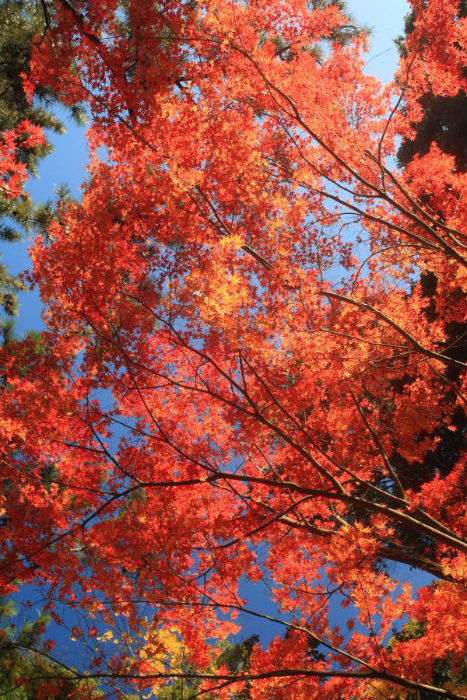 紅葉の日本庭園　２／２_c0241488_53327.jpg