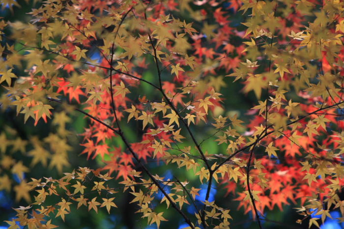 紅葉の日本庭園　２／２_c0241488_551047.jpg