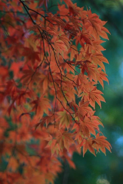 紅葉の日本庭園　２／２_c0241488_55154.jpg
