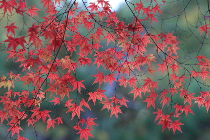 紅葉の日本庭園　２／２_c0241488_551918.jpg
