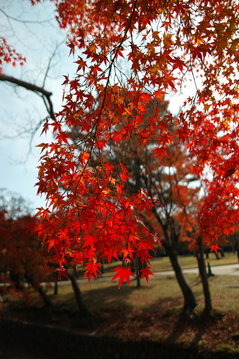 「半年振りの奈良公園」_a0133692_16434543.jpg