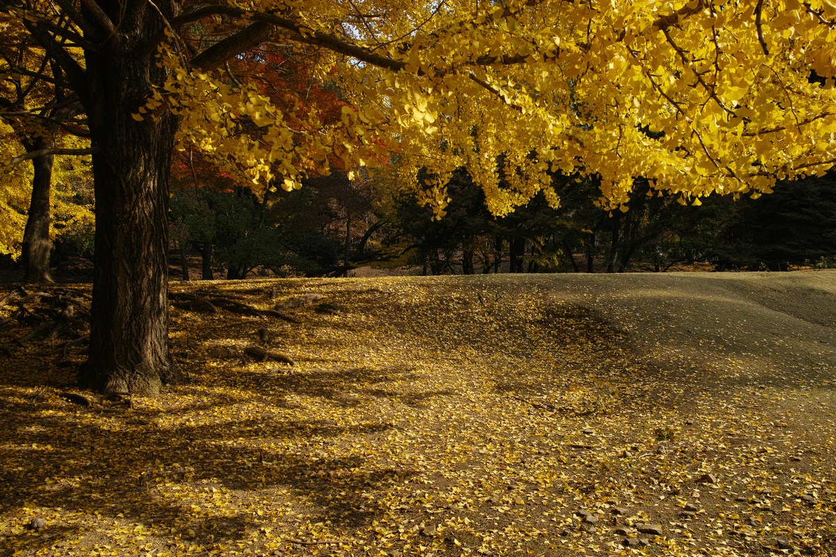 「半年振りの奈良公園」_a0133692_16503022.jpg