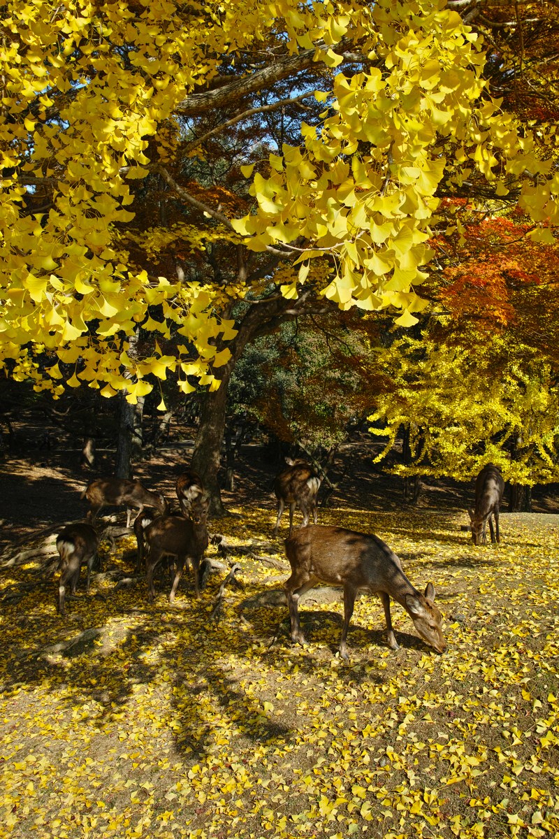 「半年振りの奈良公園」_a0133692_1710019.jpg