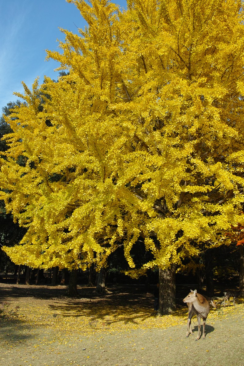 「半年振りの奈良公園」_a0133692_1763447.jpg