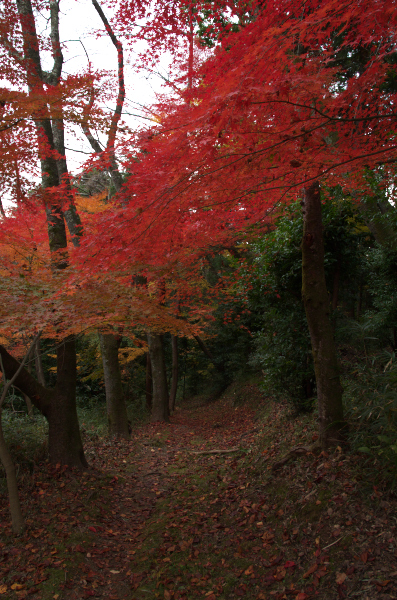 若山神社紅葉_a0303293_18382444.jpg