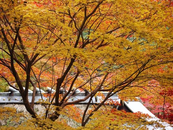 京都御苑、日向大神宮・・・_b0067694_20133849.jpg