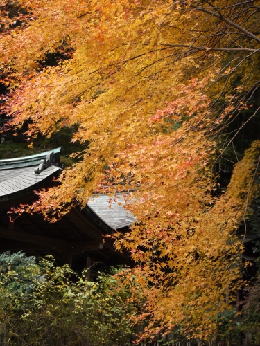 京都御苑、日向大神宮・・・_b0067694_20135860.jpg